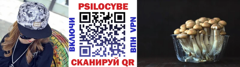 где купить наркоту Норильск Псилоцибиновые грибы Psilocybe